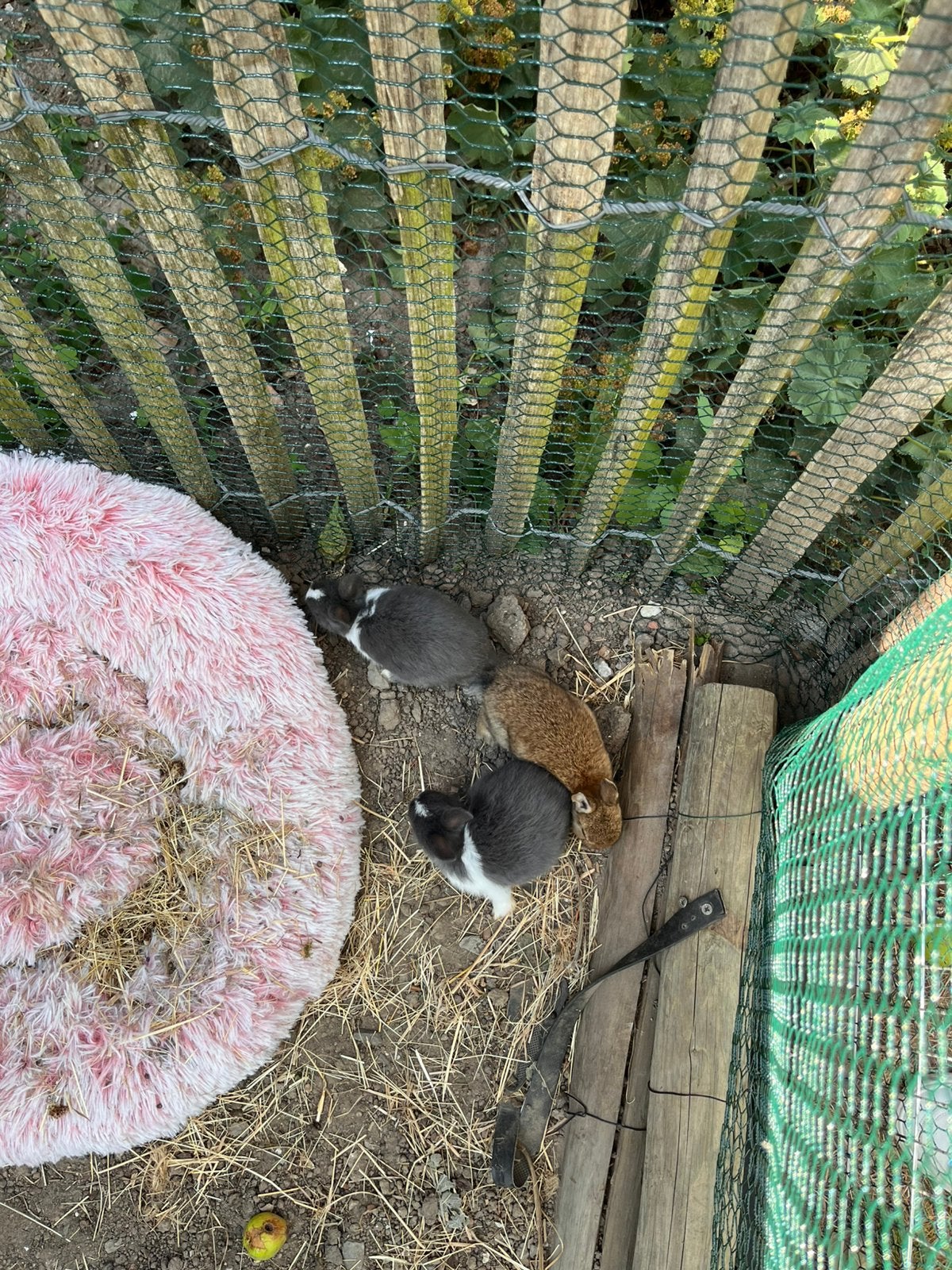 Dwergkonijntjes, Dieren en Toebehoren, Konijnen, Geslacht onbekend, Dwerg, 0 tot 2 jaar