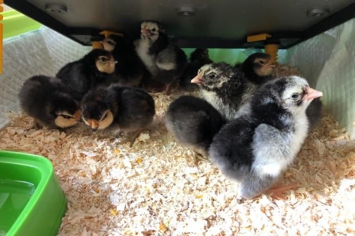 Mechelse Koekoek kuikens, Meerdere dieren, Kip