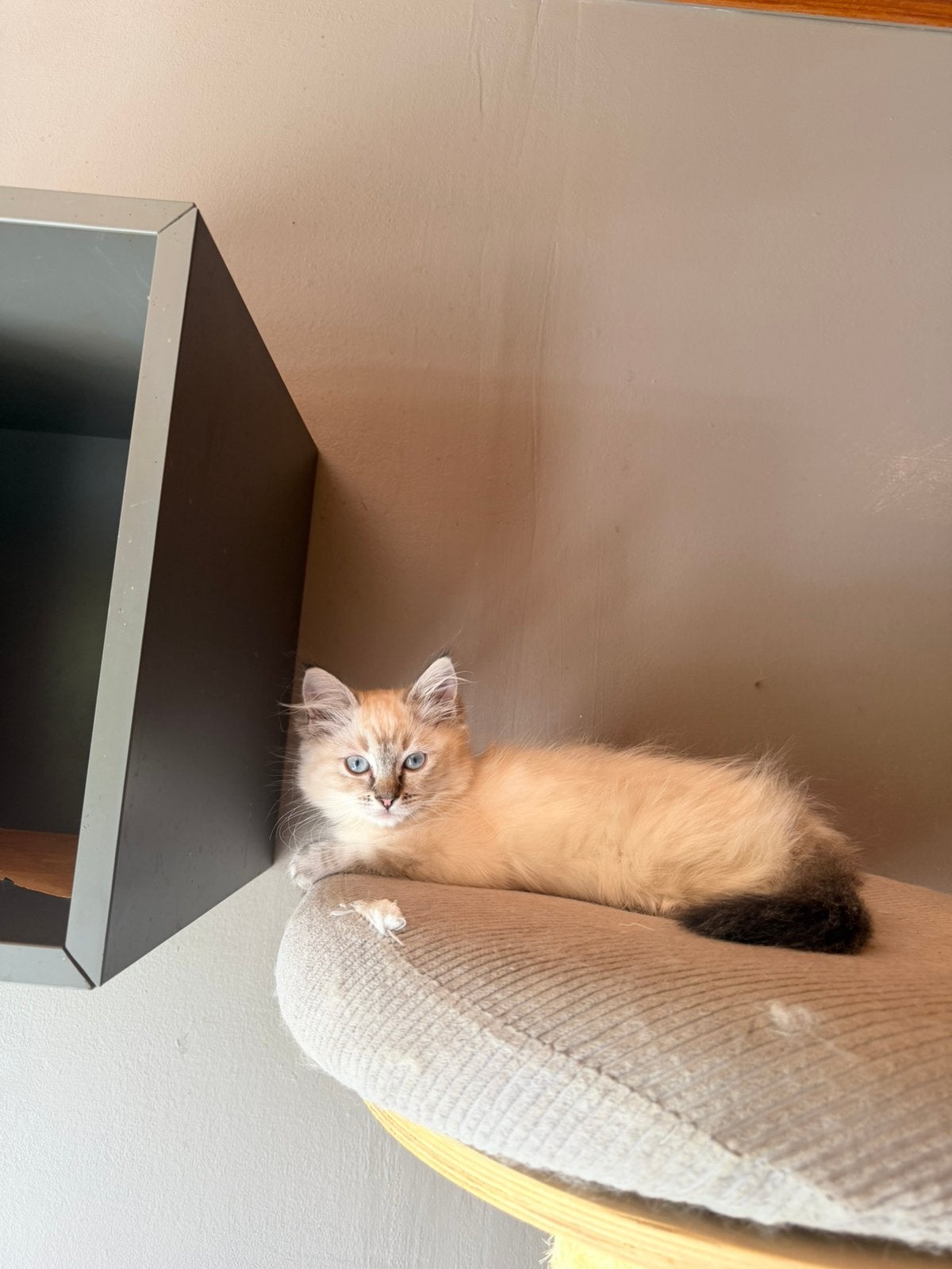 Ragdoll poes, Dieren en Toebehoren, Poes, Gechipt, 0 tot 2 jaar