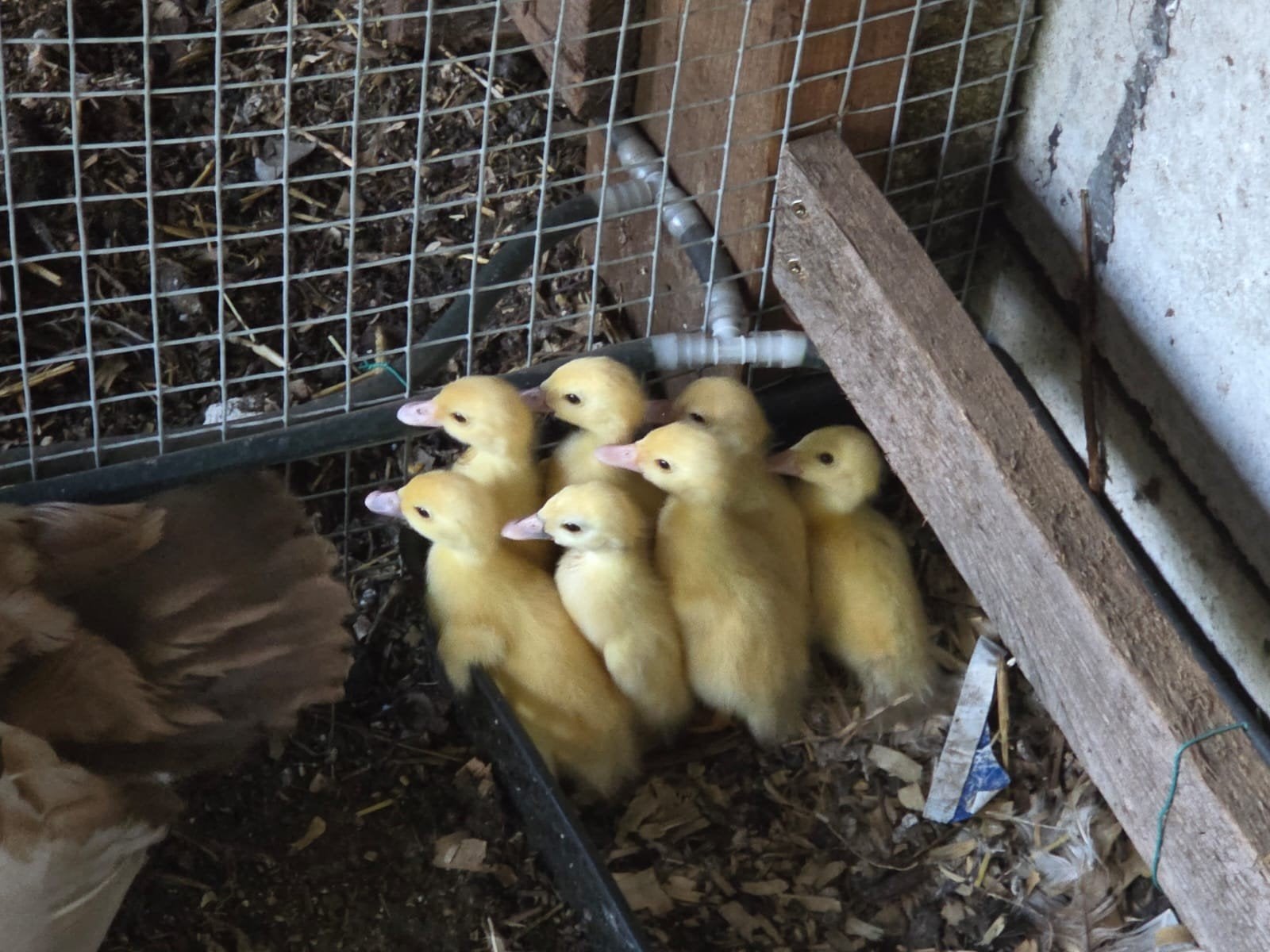 Eendjes barberie, Dieren en Toebehoren