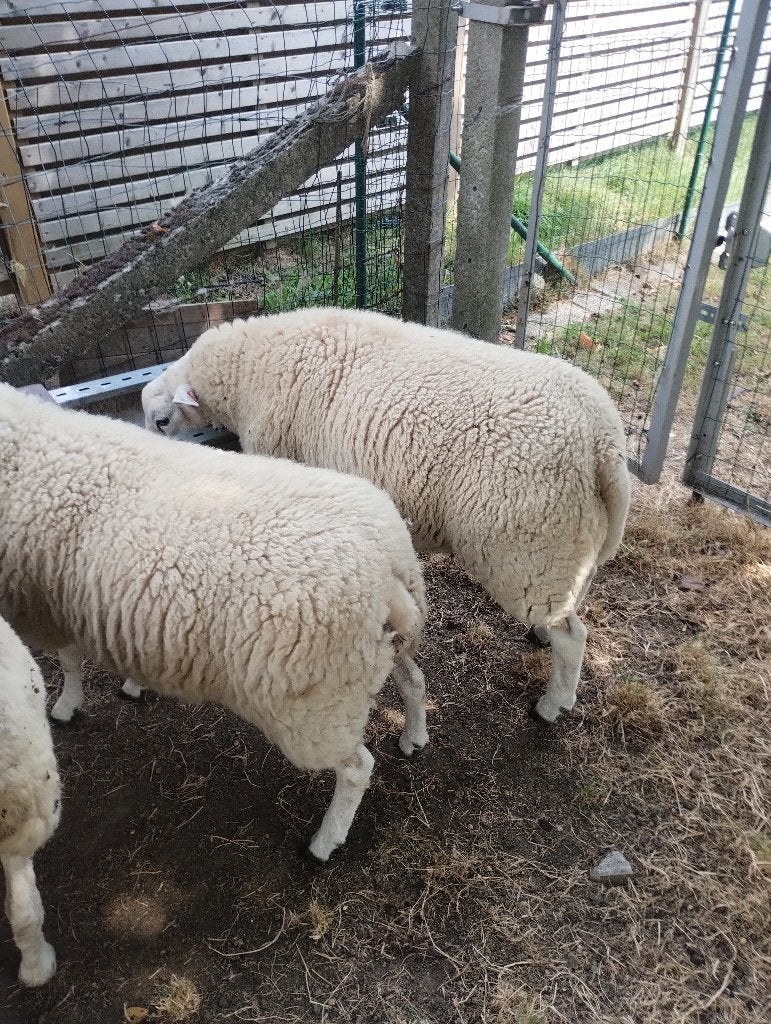 schaap jaarling bok, Dieren en Toebehoren, Schapen, Geiten en Varkens, Mannelijk, Schaap, 0 tot 2 jaar