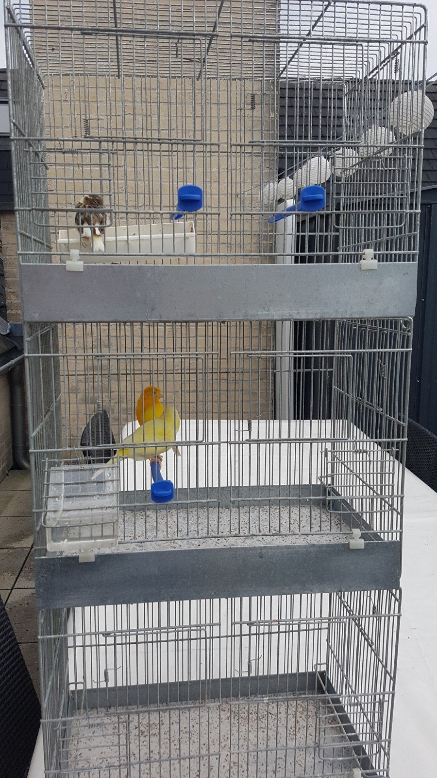 3 kweekkooien samen met  4 kanaries., Dieren en Toebehoren, Ophalen