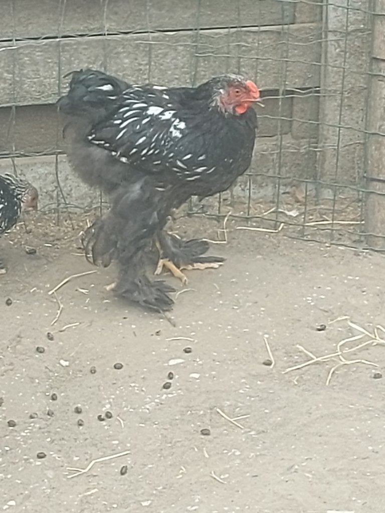 Jonge raszuivere brahma haan, Mannelijk, Kip
