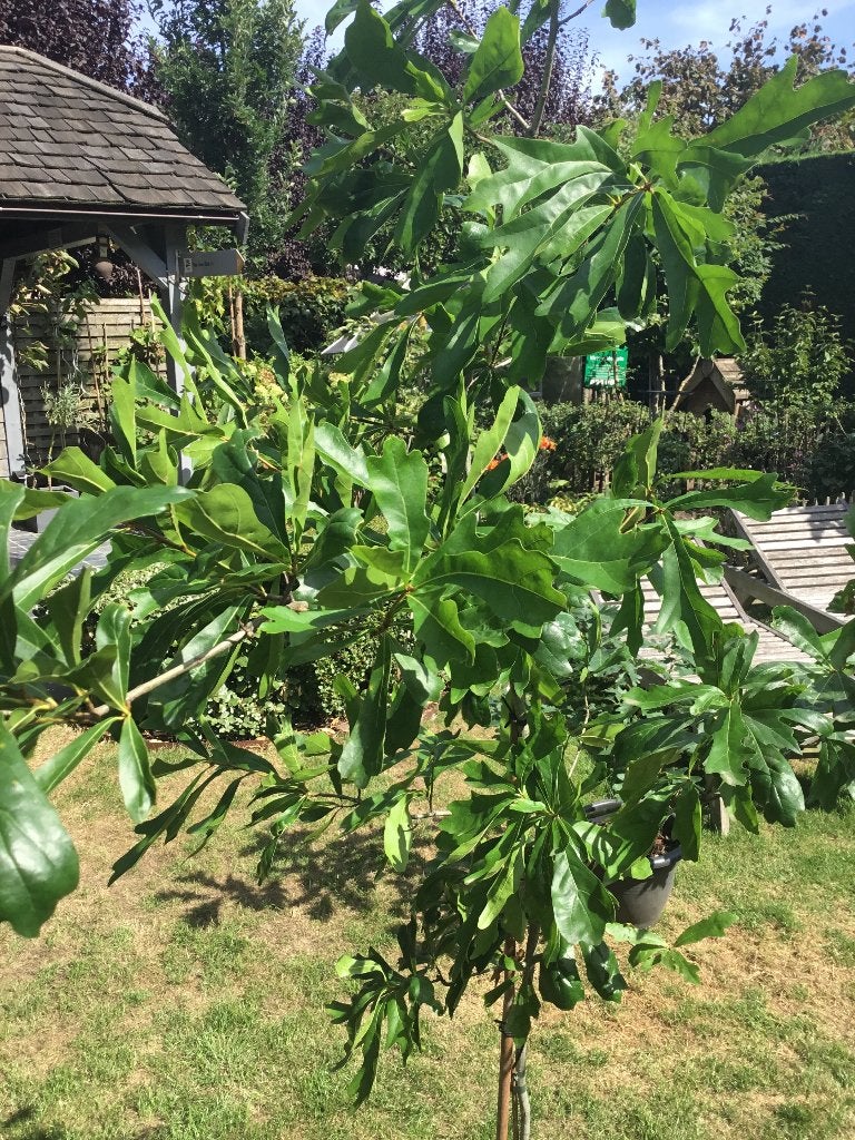 Quercus Nigra Thierry, Tuin en Terras, Lente, 100 tot 250 cm, Ophalen, Volle zon