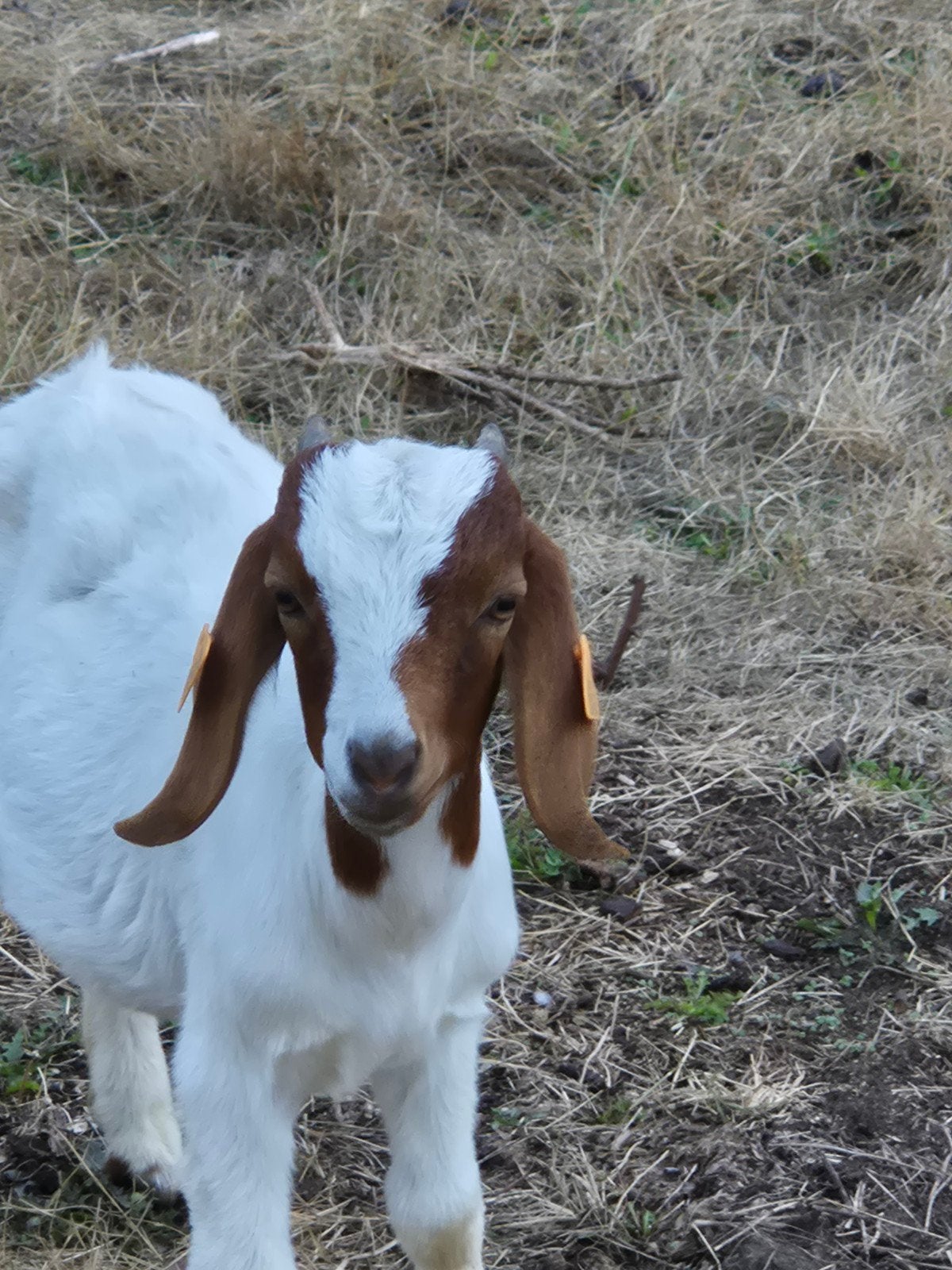 Mooi boergeit bokje met stamboek, Dieren en Toebehoren, Schapen, Geiten en Varkens, Mannelijk, Geit, 0 tot 2 jaar