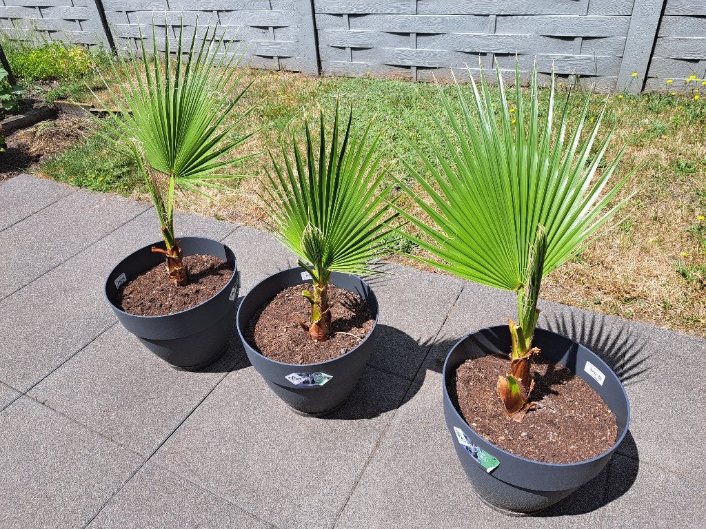 Californische Palmen Washingtonia Filifera, Volle zon, Vaste plant, Bloeit niet, Ophalen