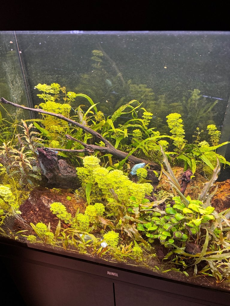 Juwel Aquarium 200L + kast en toebehoren, Aquarium d'eau douce rempli, Enlèvement, Juwel, Plantes incluses
