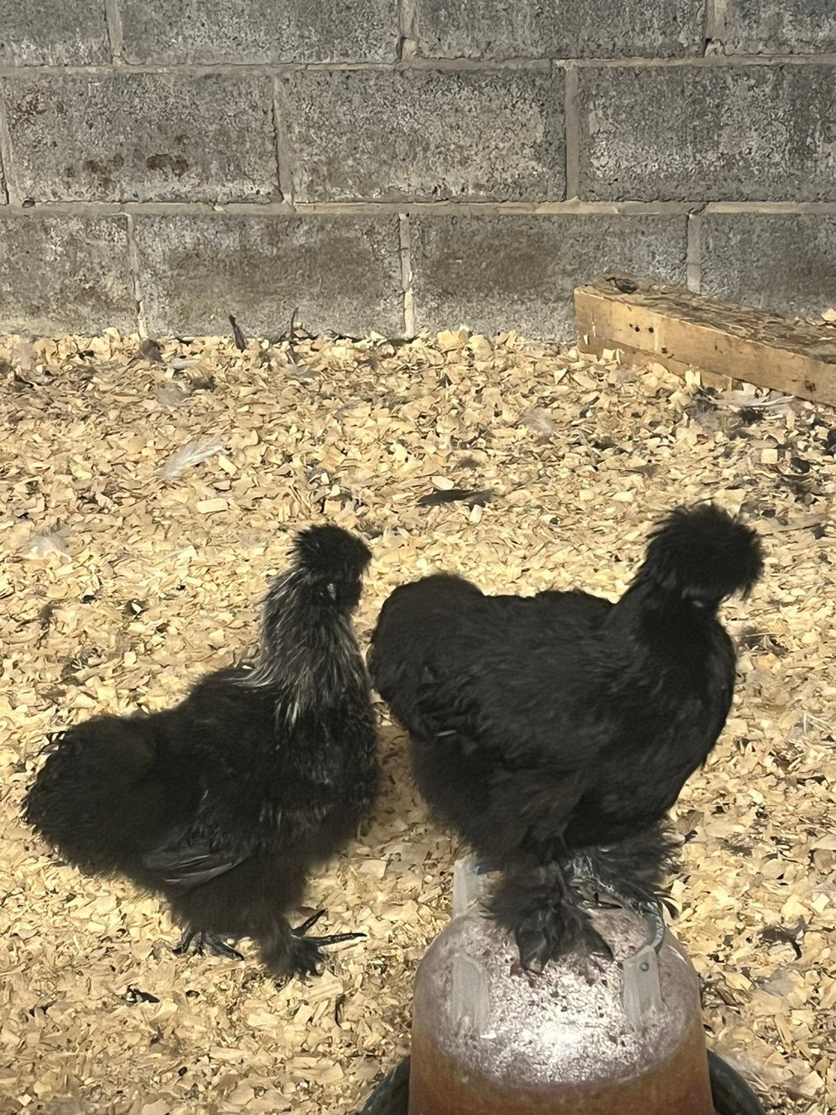 Zijdehoen jonge haan en hen, Dieren en Toebehoren, Meerdere dieren, Kip