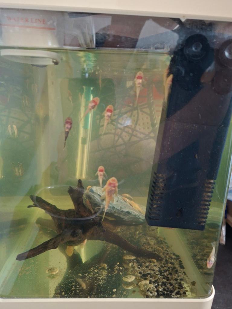 Ancistrus Bristlenose pleco's albino's en wildkleur