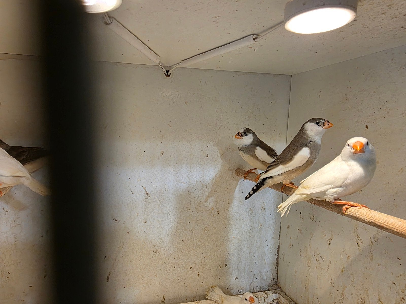 Witte en bonte zebravinken - Groot formaat