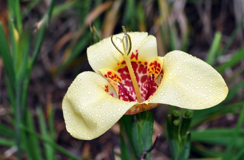 Trigidia pavonia, Autres espèces, Plein soleil, Été, Enlèvement