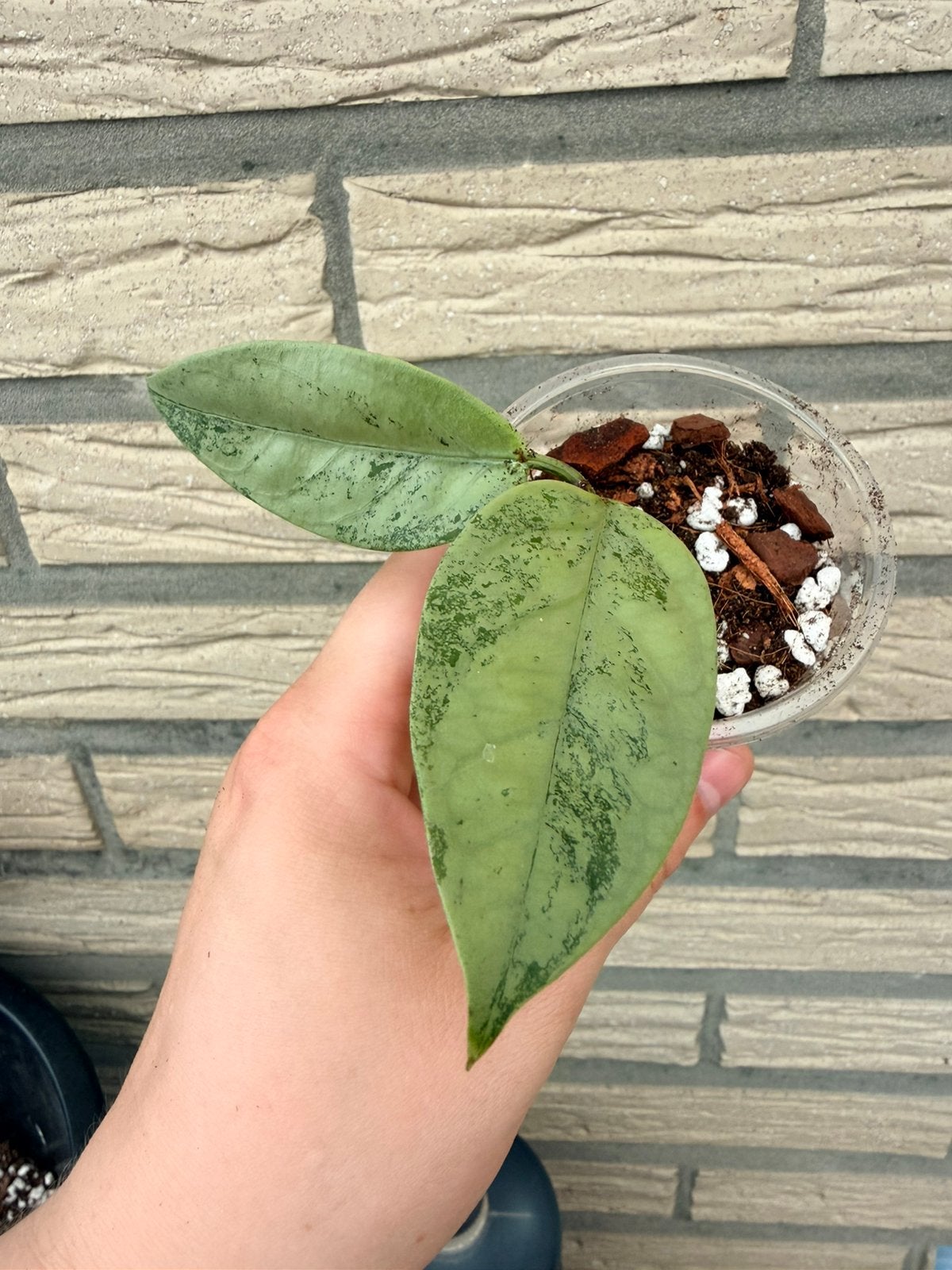 Hoya pakket 6 verschillende, Enlèvement