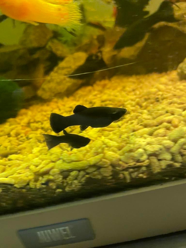 6 Jonge Black mollys, Dieren en Toebehoren, Vissen | Aquariumvissen, Vis, Zoetwatervis