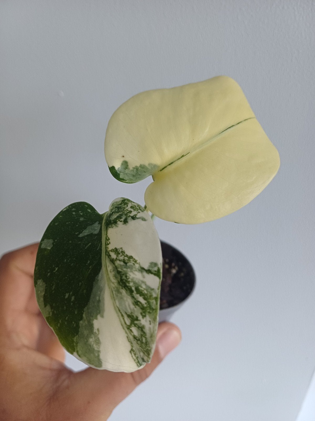 Monstera Cream Cheese, Maison & Meubles, Plantes d'intérieur, Autres espèces, En pot, Enlèvement ou Envoi, Moins de 100 cm