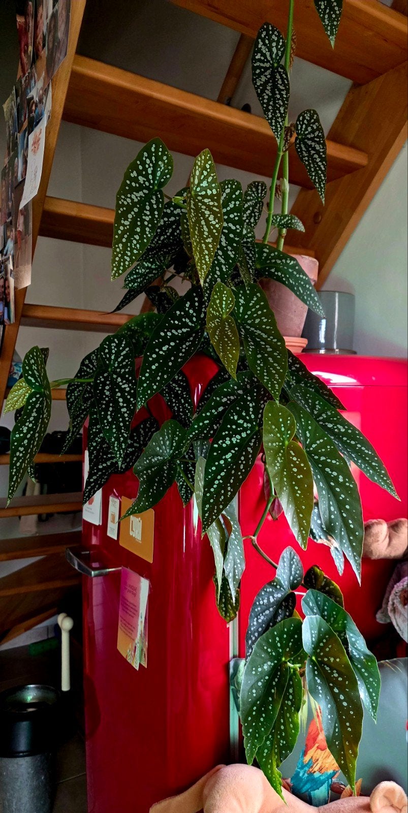 Stippenbegonia met pot, Maison & Meubles, Autres espèces, En pot, Enlèvement, 100 à 150 cm