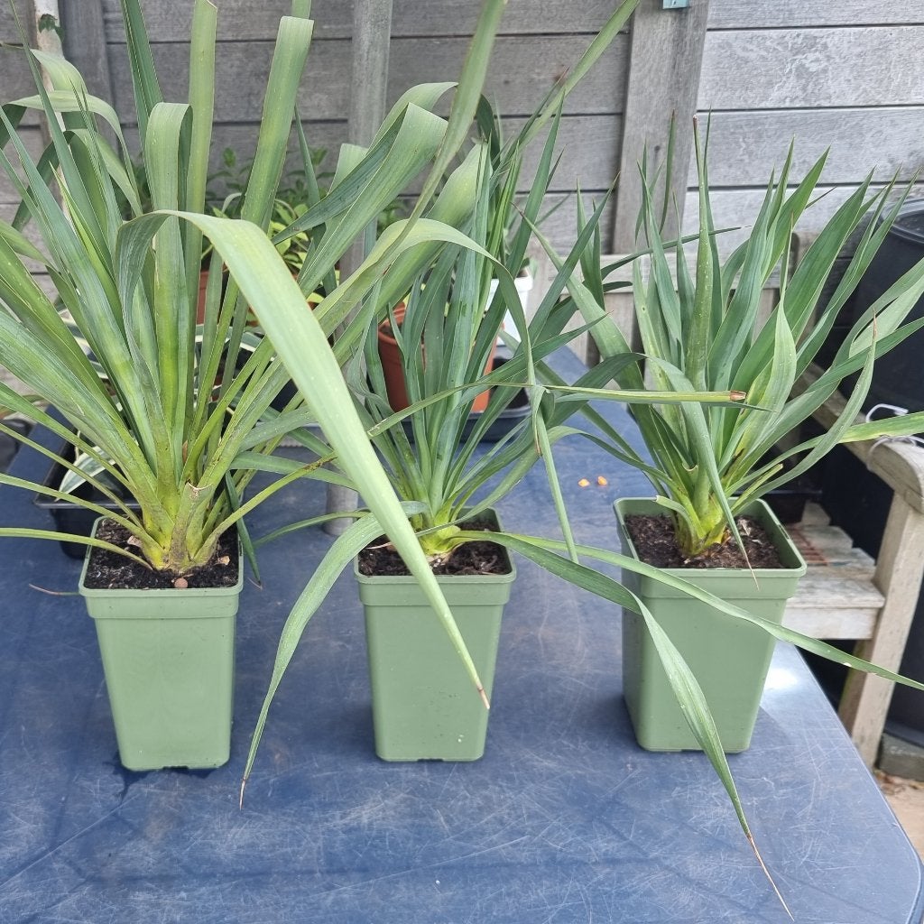Goed gewortelde gepotte stek Yucca plant 2€/st, 5€ alledrie, Tuin en Terras, Ophalen of Verzenden