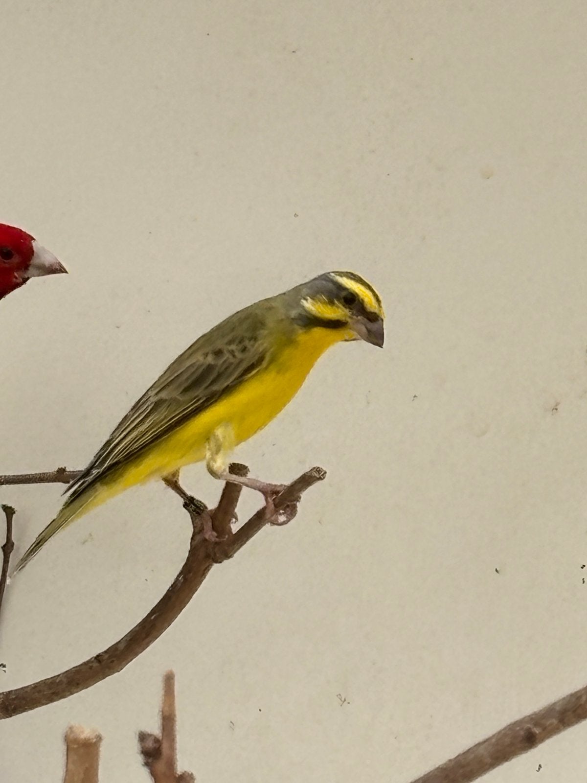 Mozambiquesijs man, Animaux & Accessoires, Oiseaux | Oiseaux Autre, Bagué