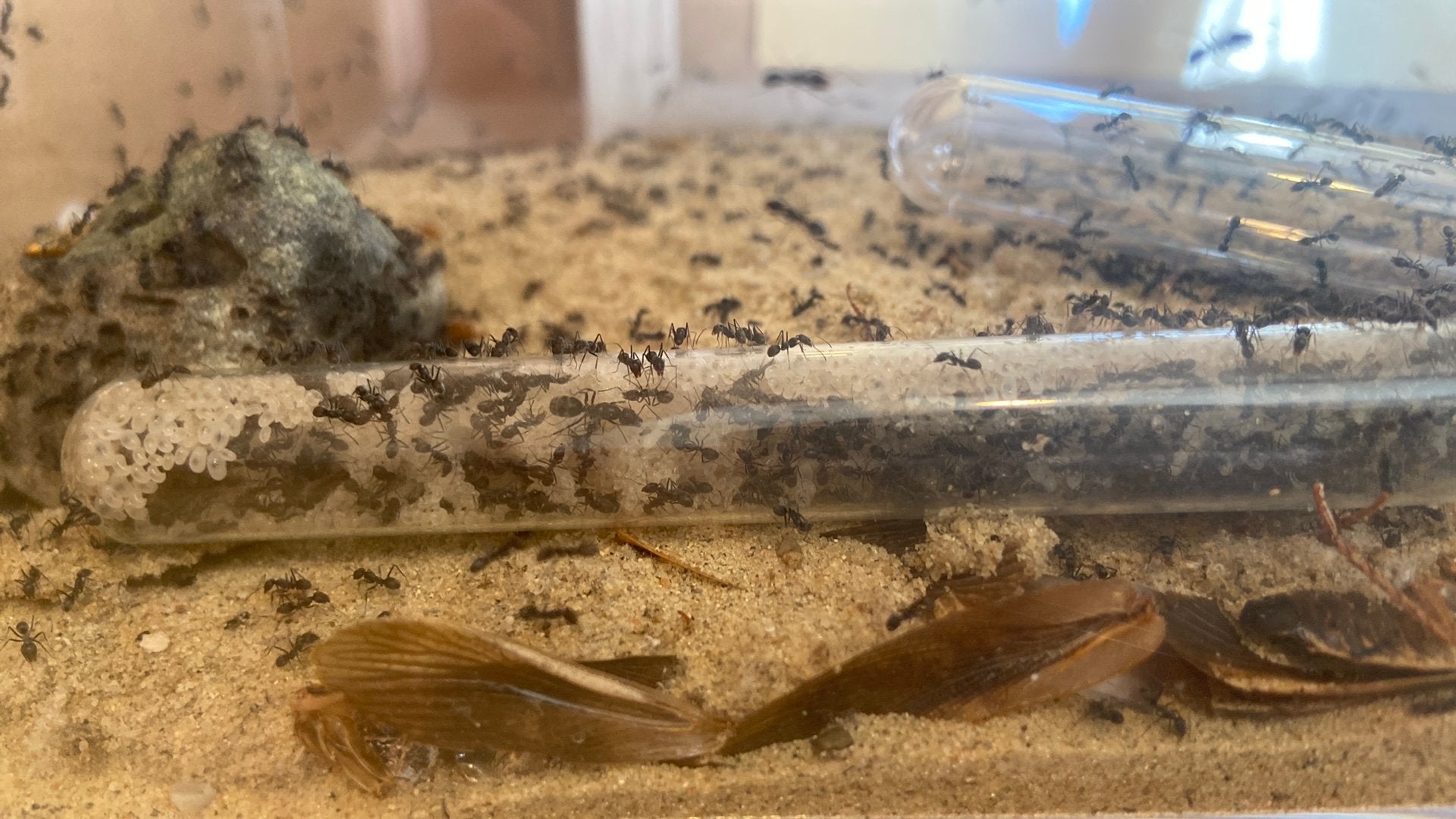 Iridomyrmex anceps mieren kolonie, Mieren