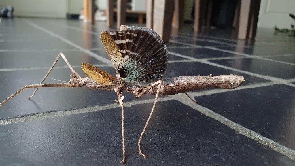 Verschillende soorten wandelende takken, Animaux & Accessoires, Insectes & Araignées, Phasme