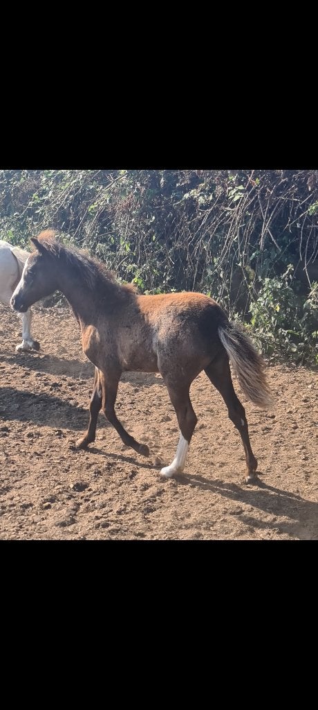 Lief welsh A merrie veulen, Avec pedigree, Poney de récréation, Poney A (jusqu'à 1.17 m), Ne s'applique pas