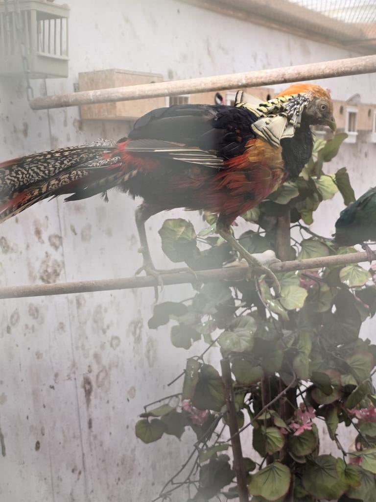 Fazanten 2 koppels, Dieren en Toebehoren