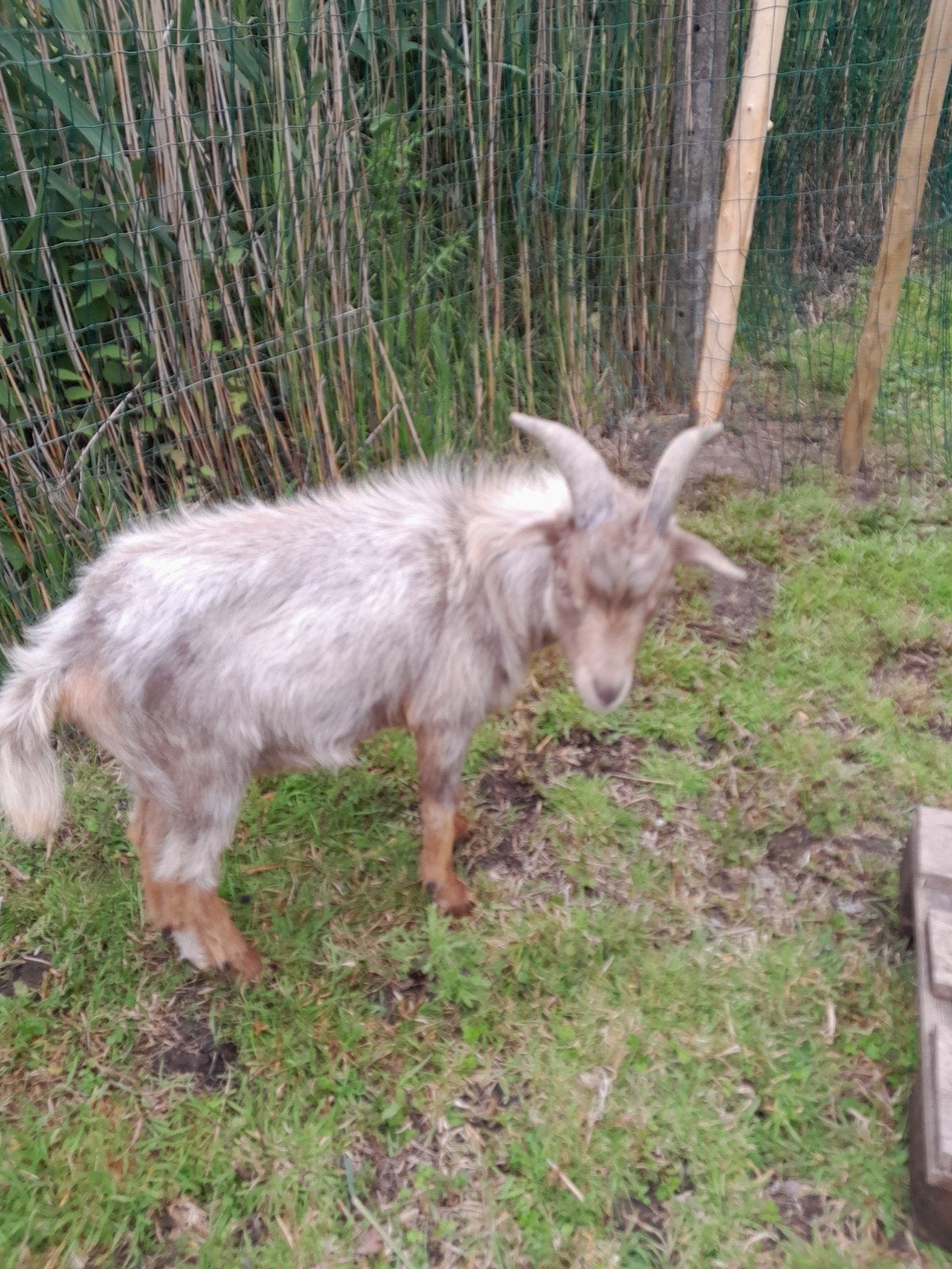 chèvre solitaire jeune calme et docile. aime jouer., Animaux & Accessoires, Mâle, Chèvre, 0 à 2 ans