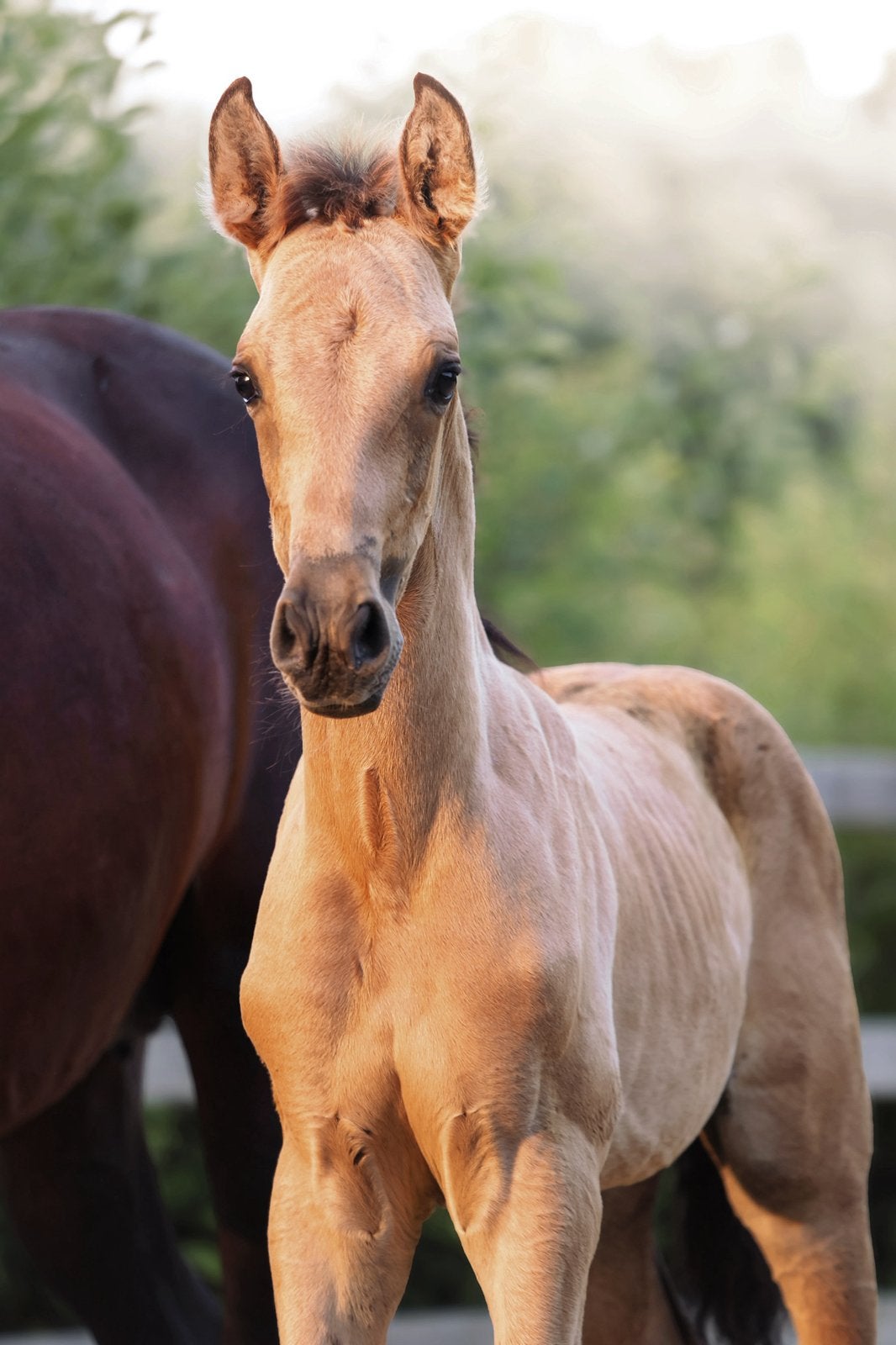 2 PRE veulens (buckskin en perlino), Dieren en Toebehoren, Paarden, M