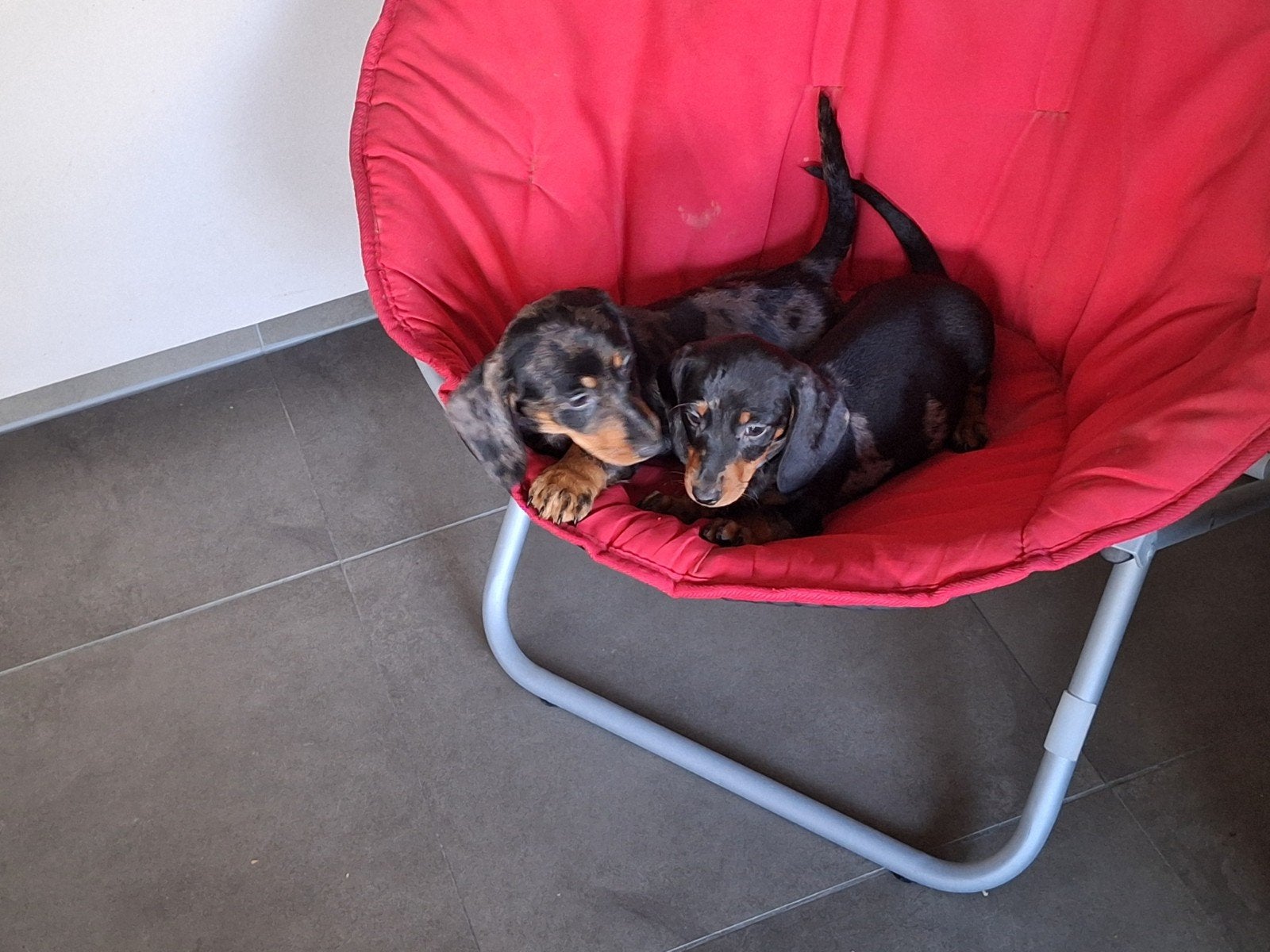 Dwergteckel puppy's, Dieren en Toebehoren, België, CDV (hondenziekte), 8 tot 15 weken, Korthaar