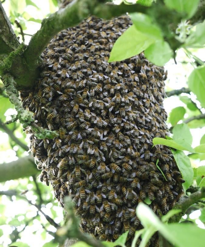 Zwerm bijen, Ophalen