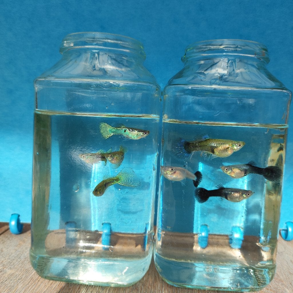Guppy's, Dieren en Toebehoren