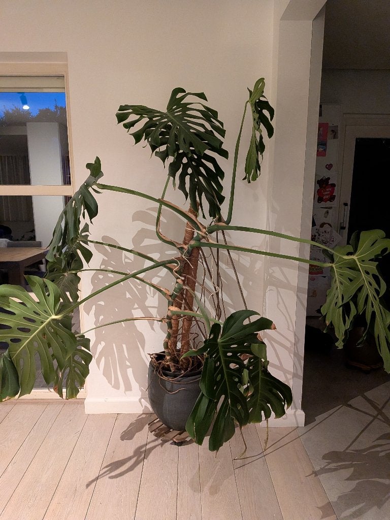 Monster/gatenplant, Huis en Inrichting, Kamerplanten, Ophalen, Overige soorten, Halfschaduw, 150 tot 200 cm