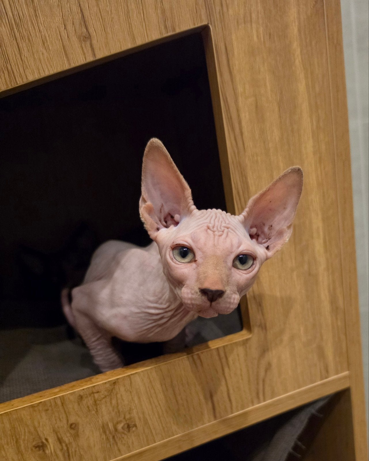 chaton Sphynx, Dieren en Toebehoren, Katten en Kittens | Raskatten | Korthaar, Poes, Ontwormd, 0 tot 2 jaar