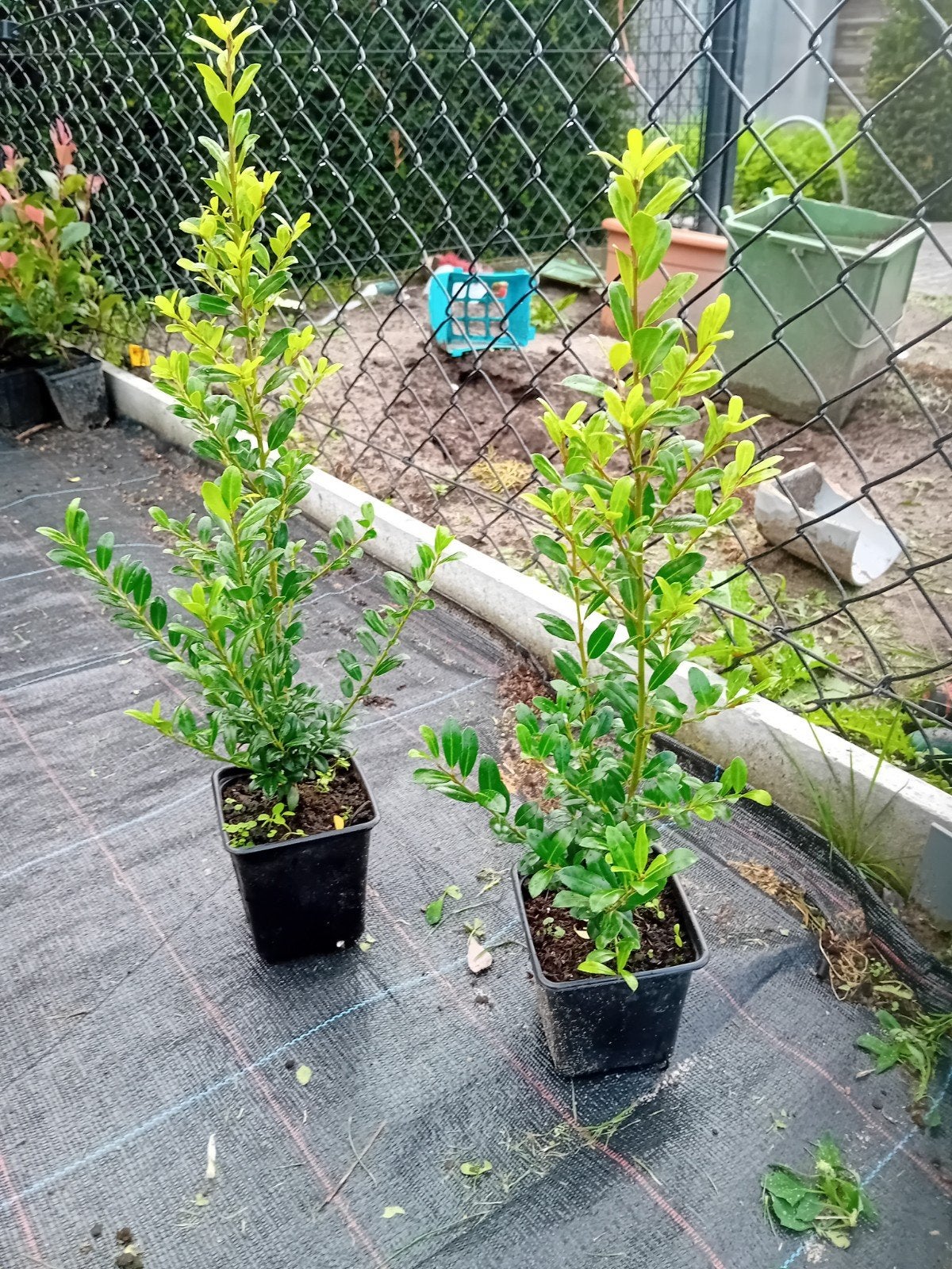 Ilex, Tuin en Terras, Ophalen