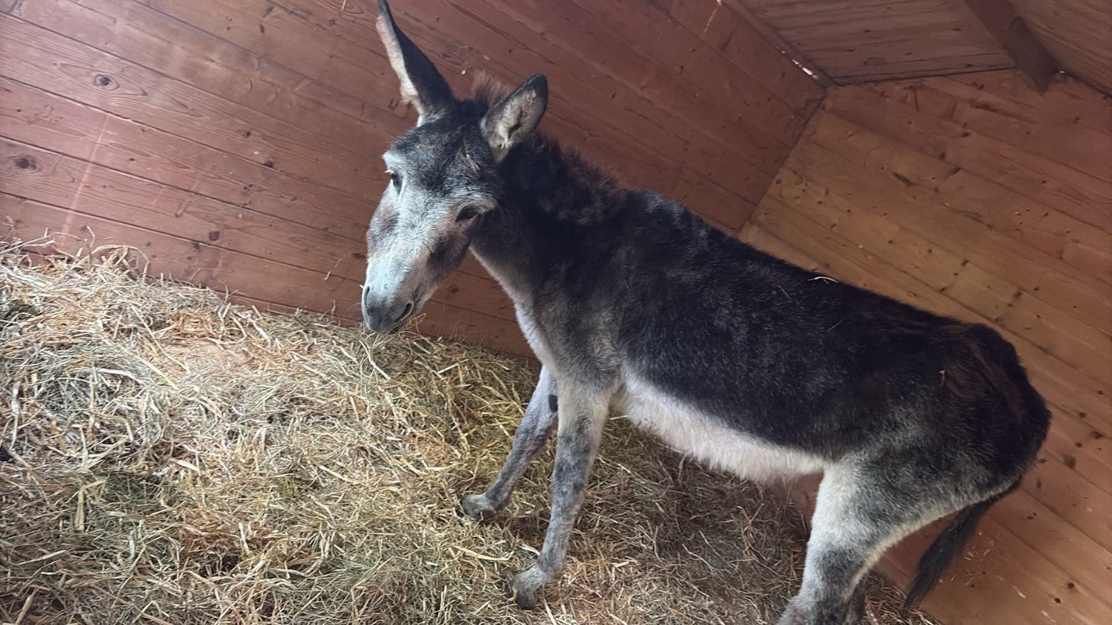 ezel merrie, Dieren en Toebehoren, Maart, Vrouwelijk