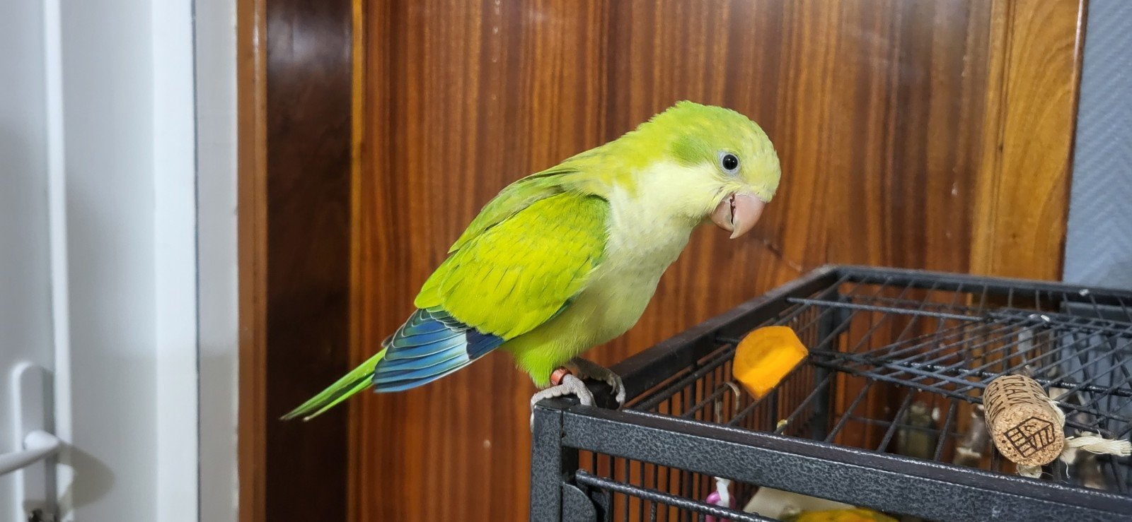 conure souris apprivoisés male