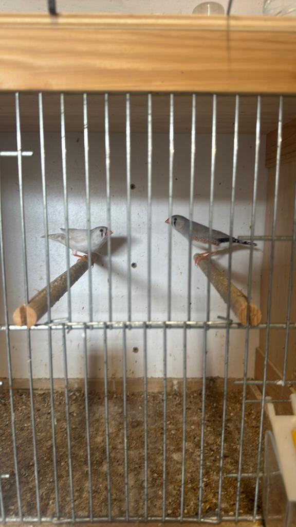 Te koop zebra vinken