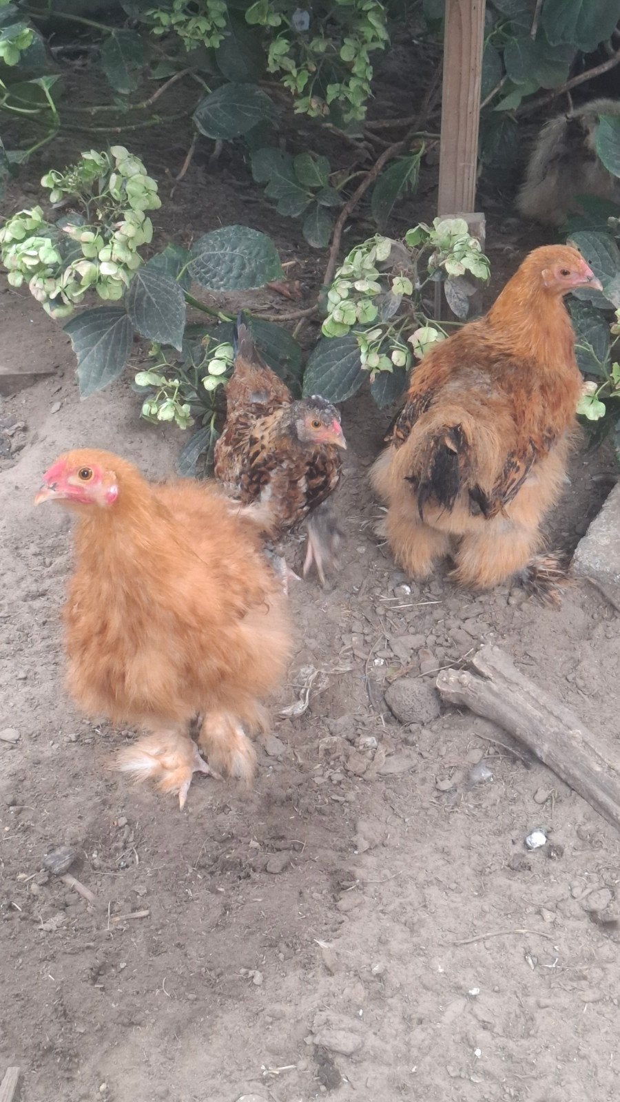 cochin/zijdehoen kuikens, Poule ou poulet