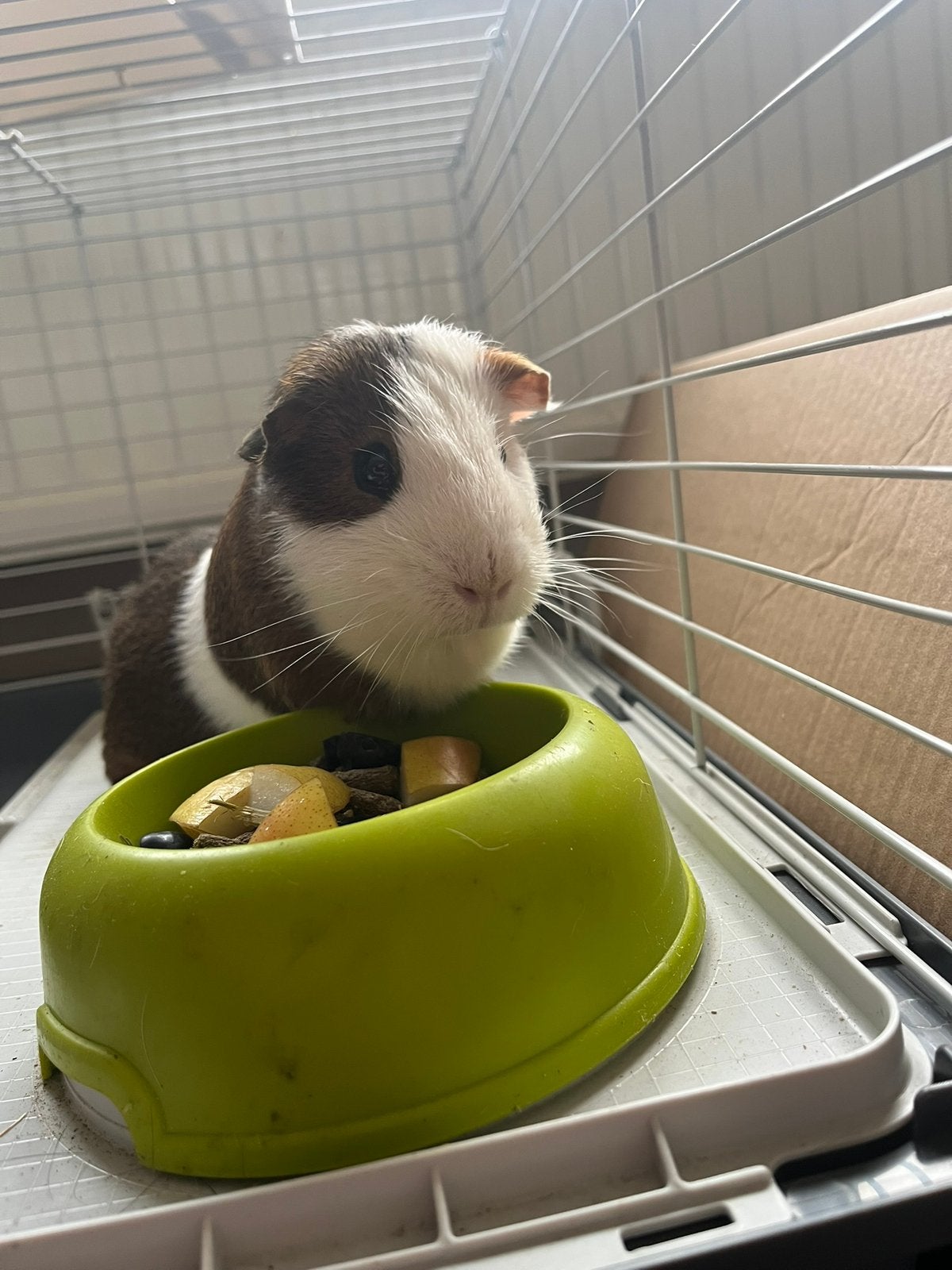 Guinea pig, Animaux & Accessoires, Nourriture pour Animaux, Enlèvement