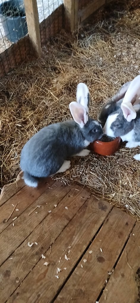 Vlaamse/Duitse Reuzen, Meerdere dieren, Groot, 0 tot 2 jaar