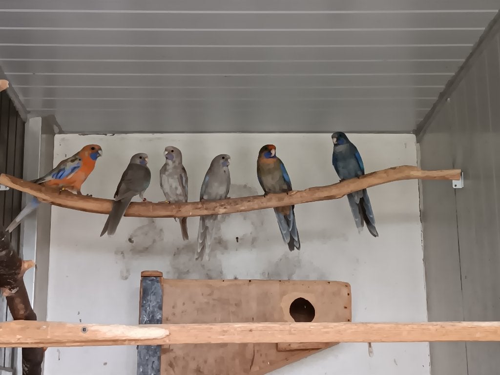 pennanten, Meerdere dieren, Parkiet, Geringd