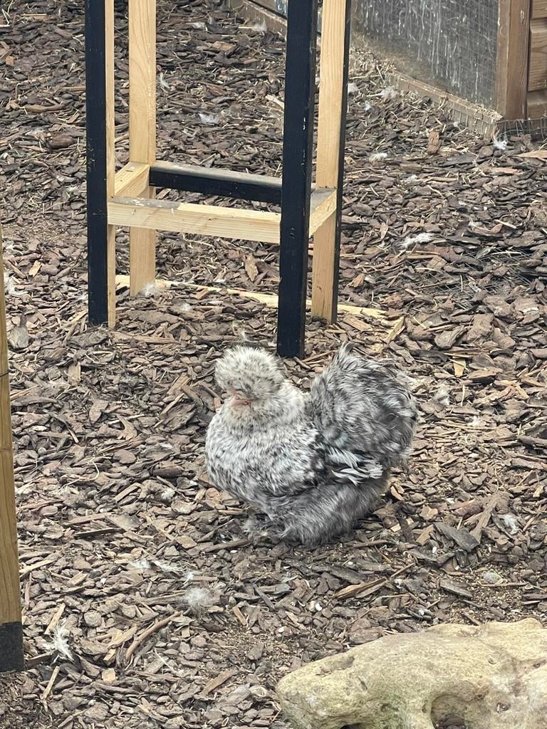 Zijdehoen hen, Femelle, Poule ou poulet