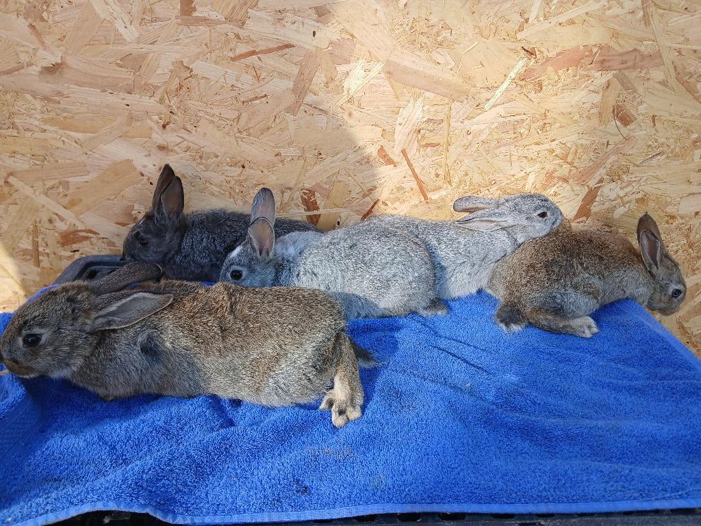 speenkonijnen, Dieren en Toebehoren, Konijnen, Meerdere dieren, Klein, 0 tot 2 jaar