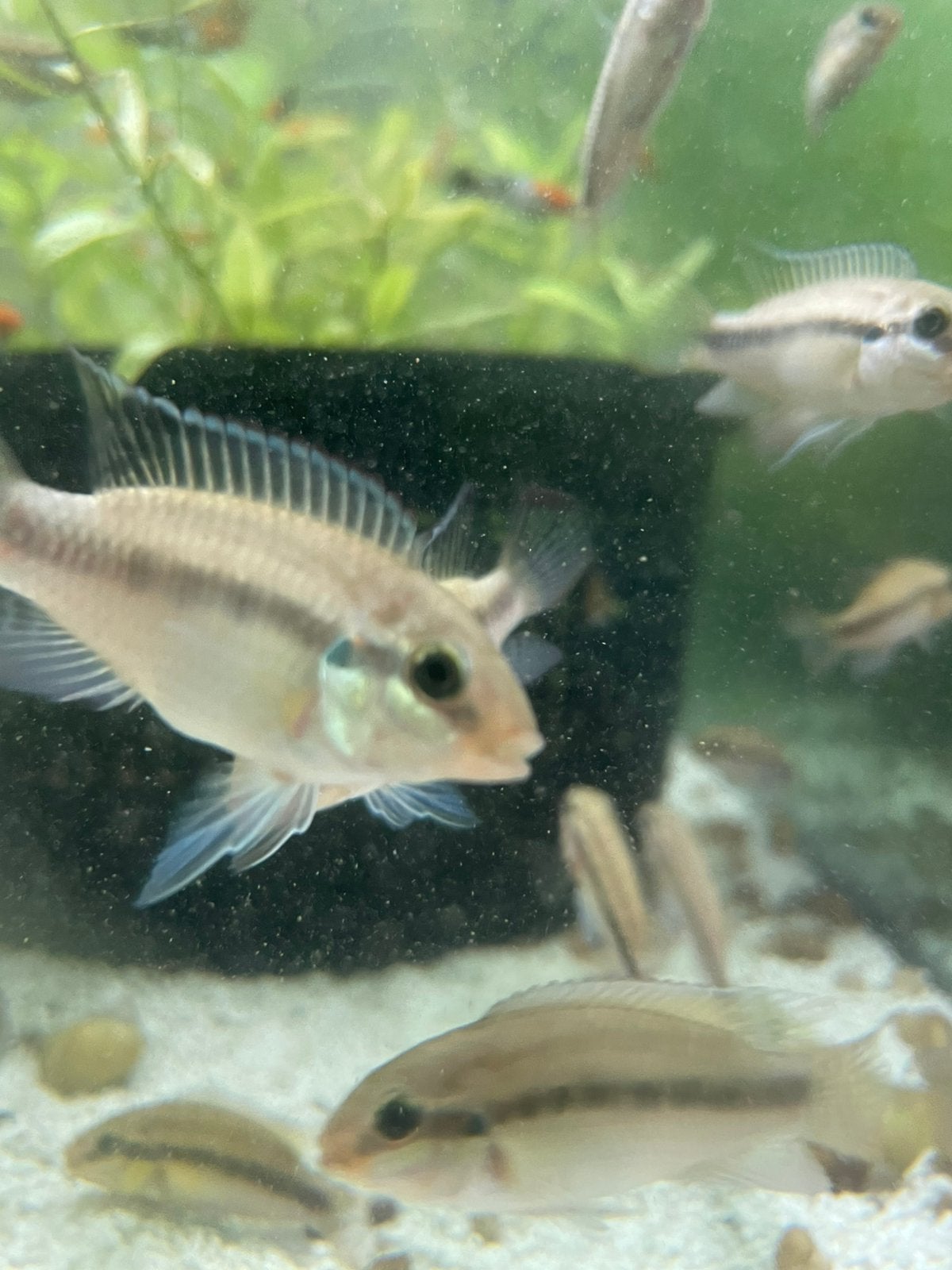 Pelvicachromis subocellatus matadi, Animaux & Accessoires