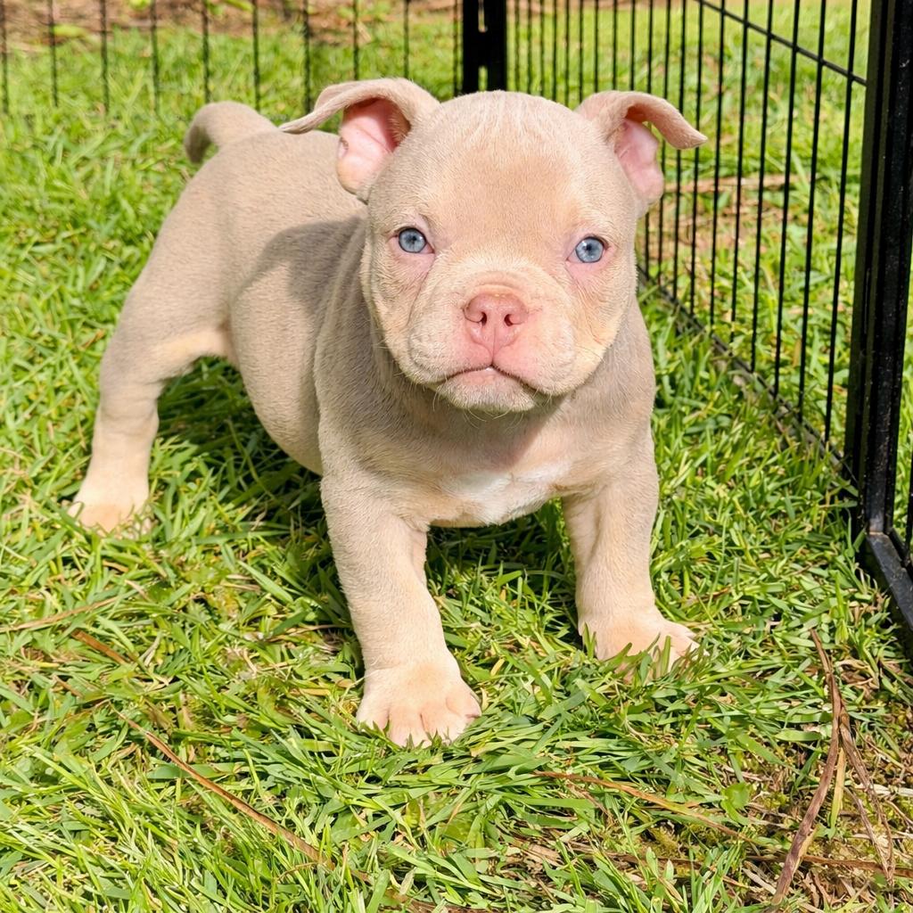 american bully pups,exotic,micro,reu, Dieren en Toebehoren, Honden | Bulldogs, Pinschers en Molossers, België, Reu, 8 tot 15 weken