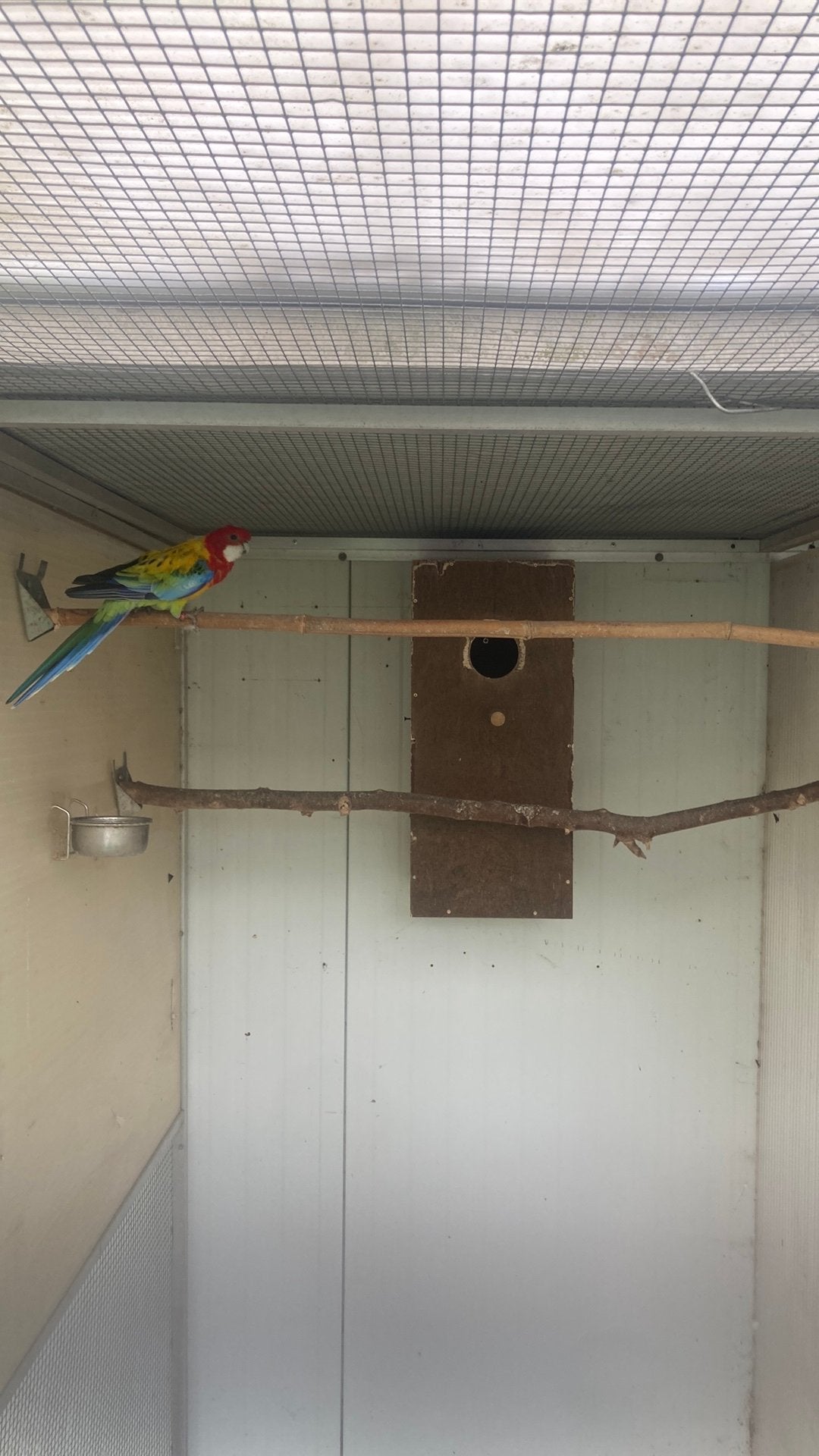 Zeer goed kweekkoppel rosella s