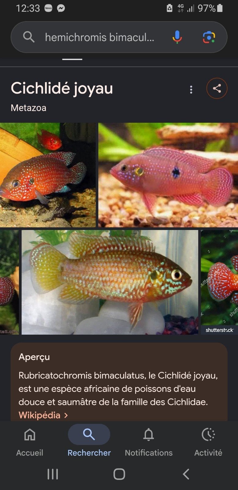 poissons  hemicromis bimaculatus, Poisson, Poisson d'eau douce