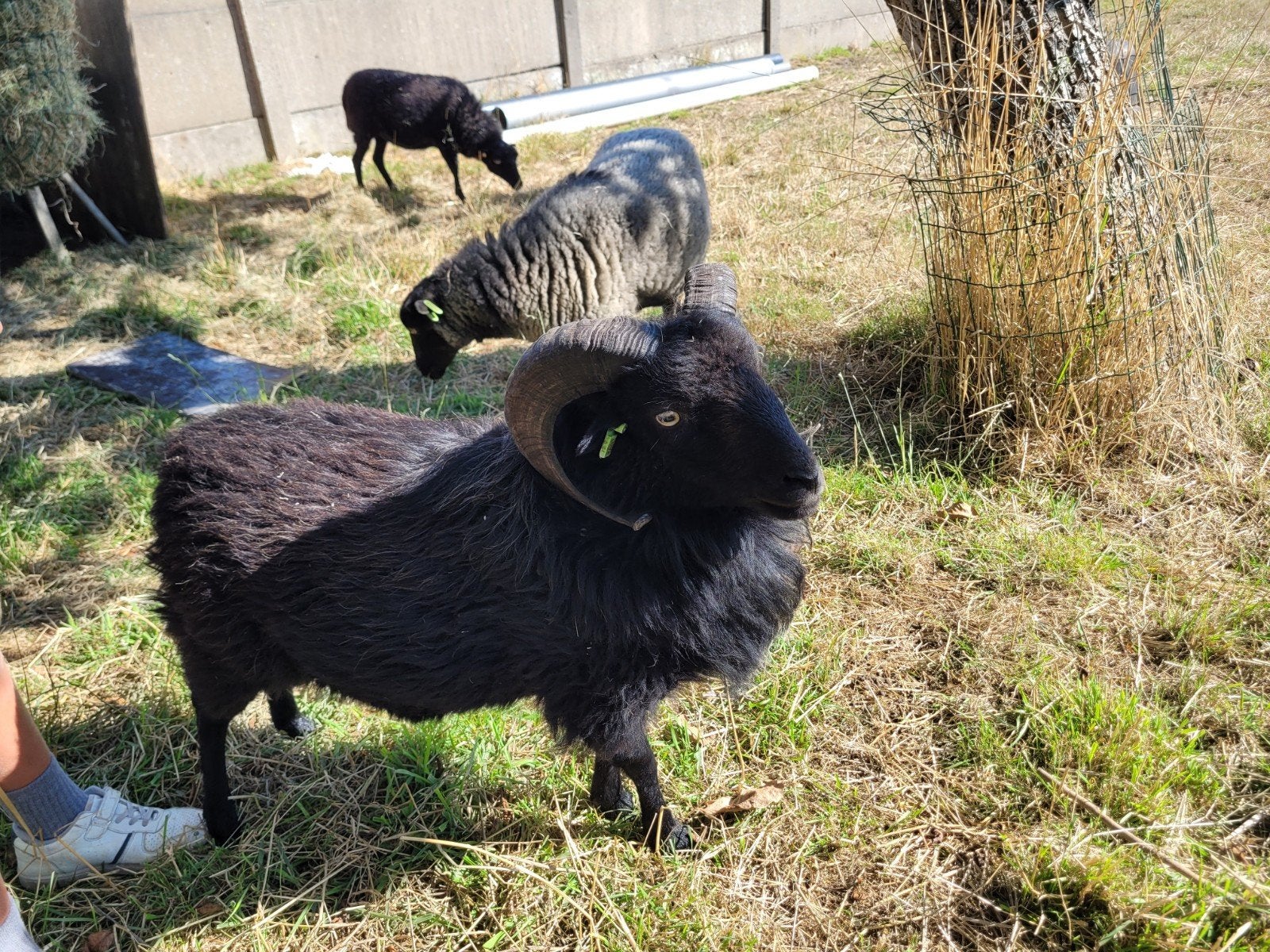 Ouessant Ram ruilen, Mâle, Mouton, 0 à 2 ans
