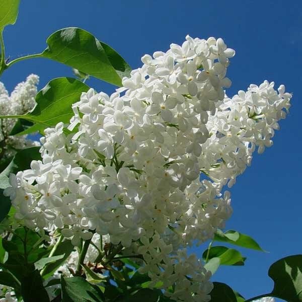 witte sering  Gratis, Ophalen