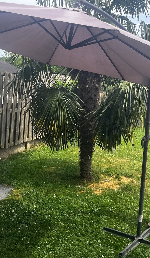 Parasol déporté avec son pied en croix , Jardin & Terrasse, Parasols, Utilisé, Parasol sur pied, 2 à 3 mètres, Inclinable, Enlèvement