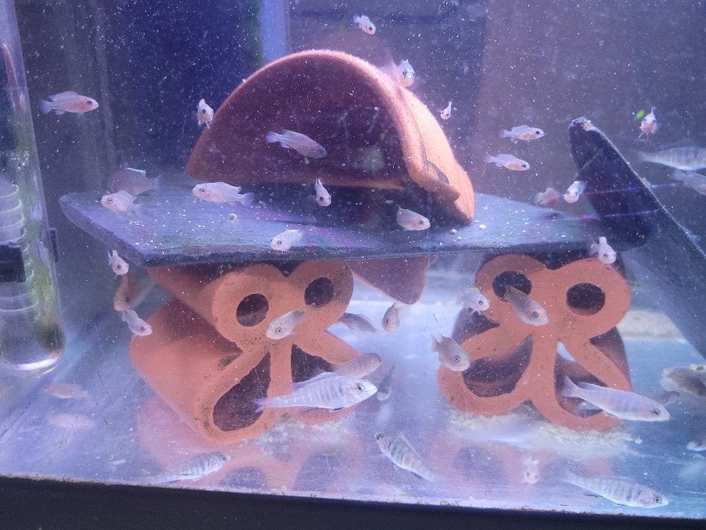 Mix van Malawi cichliden jongen, Dieren en Toebehoren, Vissen | Aquariumvissen, Vis, Zoetwatervis